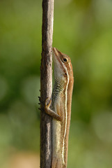 Anolis auratus - (Polychrotidae sauria)