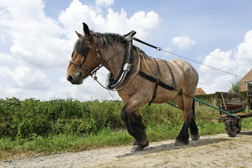 traction animal