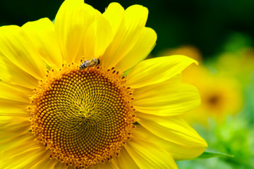 Obraz premium Sunflower with a bee