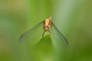 Libellula