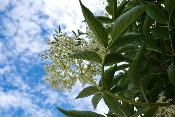 white flower and the sky