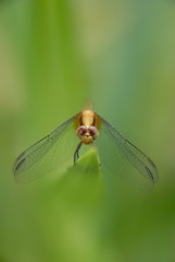 Libellula