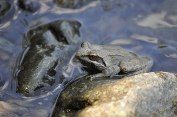 Frog on water