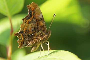 papillon