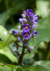 Blue Ginger Flower