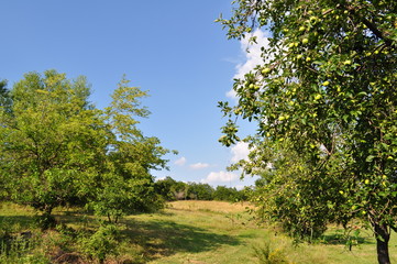 Obraz premium Beautiful village landscape