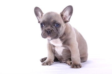 French Bulldogge Welpe