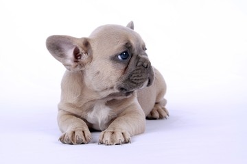 French Bulldog Puppy