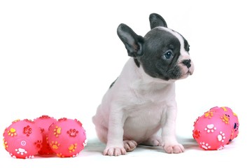 Französische Bulldogge Welpe & rosa Bälle