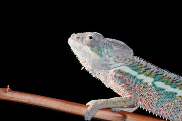 chameleon portrait