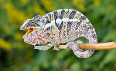 Obraz premium portret kameleona