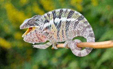 Ingelijste posters chameleon portrait © Taboga