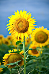 sunflower over dark blue sky