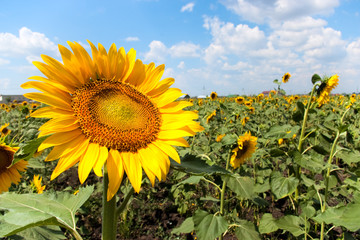 Fototapeta premium Field of sunflowers. Features sunflower, sky, summer, blue, atmosphere. Weather, outdoors, horizon concepts. Commercial stock photo for advertising, editorial, branding, and print projects.