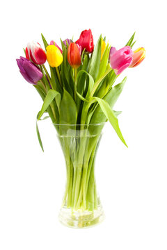 bouquet of Dutch tulips in vase over white background