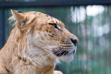 Fototapeta premium A liger - a crossbreed of a tiger and a lion