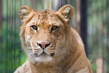 Obraz premium A liger - a crossbreed of a tiger and a lion