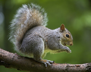 Mouthy squirrel