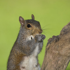 Eating squirrel