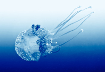 Marine Life
