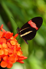 Postman Butterfly