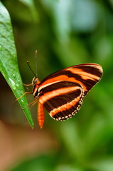 Tiger Longwing Butterfly