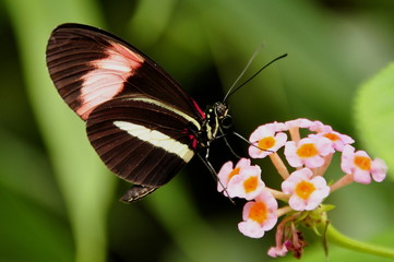 Postman Butterfly