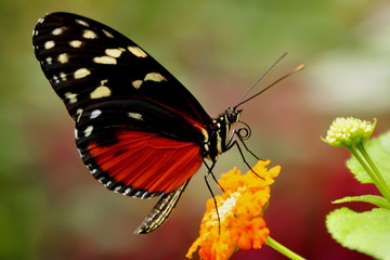Golden Helicon Butterfly