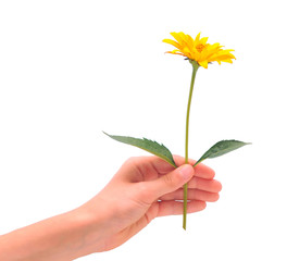 Hand with yellow flower