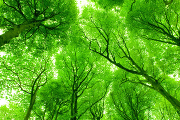 Fototapeta premium forest, Brittany, France