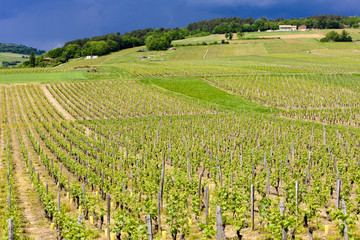 Fototapeta na wymiar vineyards of Cote Maconnais region near Ige, Burgundy, France