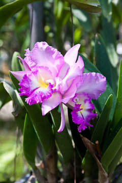 Image of Orchid Plant
