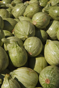 Green Round Squash