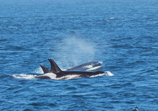 Pod of killer whales
