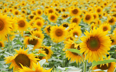 sun flowers field