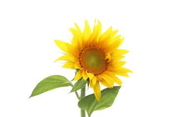 isolated sun flower