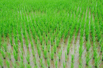rice farm