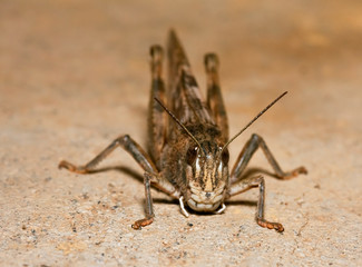 Macro of brown camouflage grasshopper on cement floor