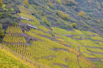 vineyards in Moselle River Valley, Rheinland Pfalz, Germany
