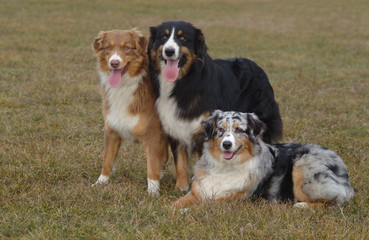 AUSTRALIAN SHEPHERD