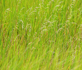 photo of green grass