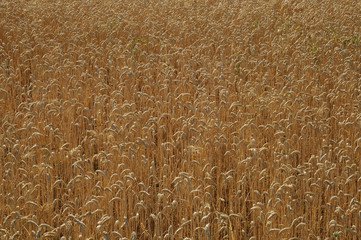 champs de blé