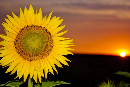 Sun flower at sunset