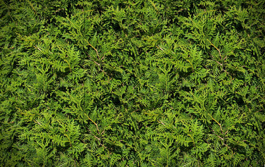 Leaves background