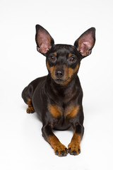 ミニチュア・ピンシャー Miniature Pinscher