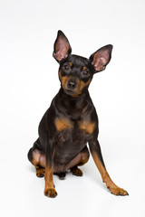 ミニチュア・ピンシャー Miniature Pinscher