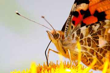 Obraz premium Distelfalter (Vanessa cardui)