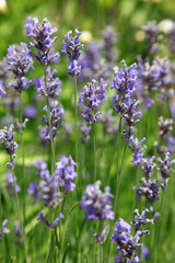 lavendel