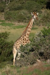 Obraz premium Giraffe