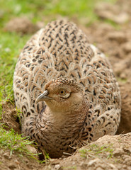 female pheasent 8338